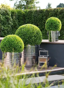 Buchskugel BUXUS