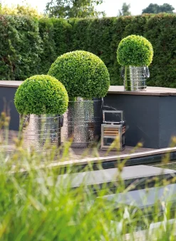 Buchskugel BUXUS